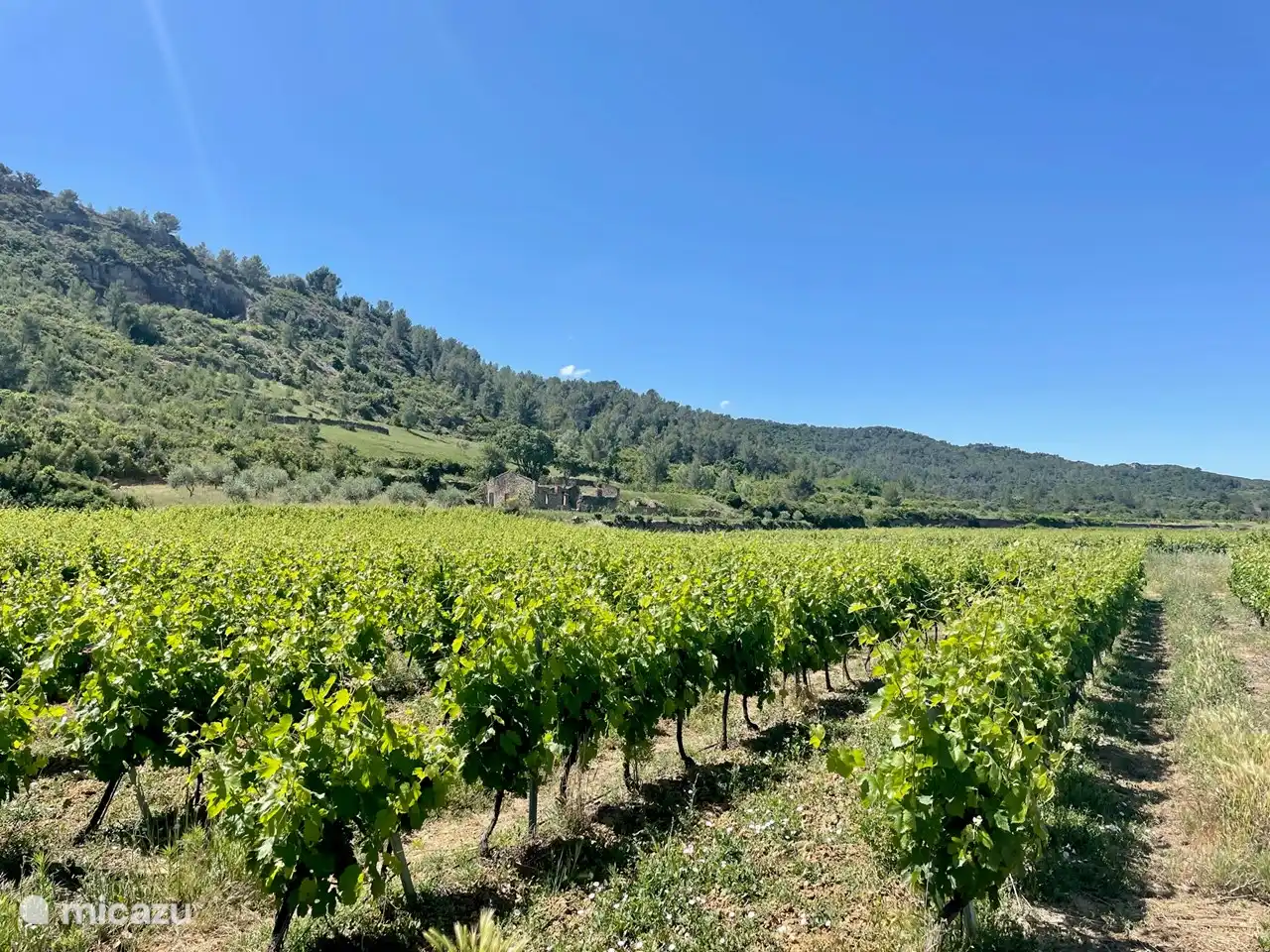 Syrah, Grenache, Cinsault