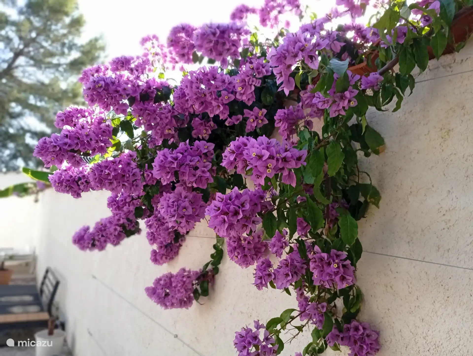 ¡Hermosa buganvilla! Las flores de color púrpura brillante se destacan maravillosamente contra la pared de luz y realmente dan una sensación mediterránea. ¡Un maravilloso ambiente de verano! 