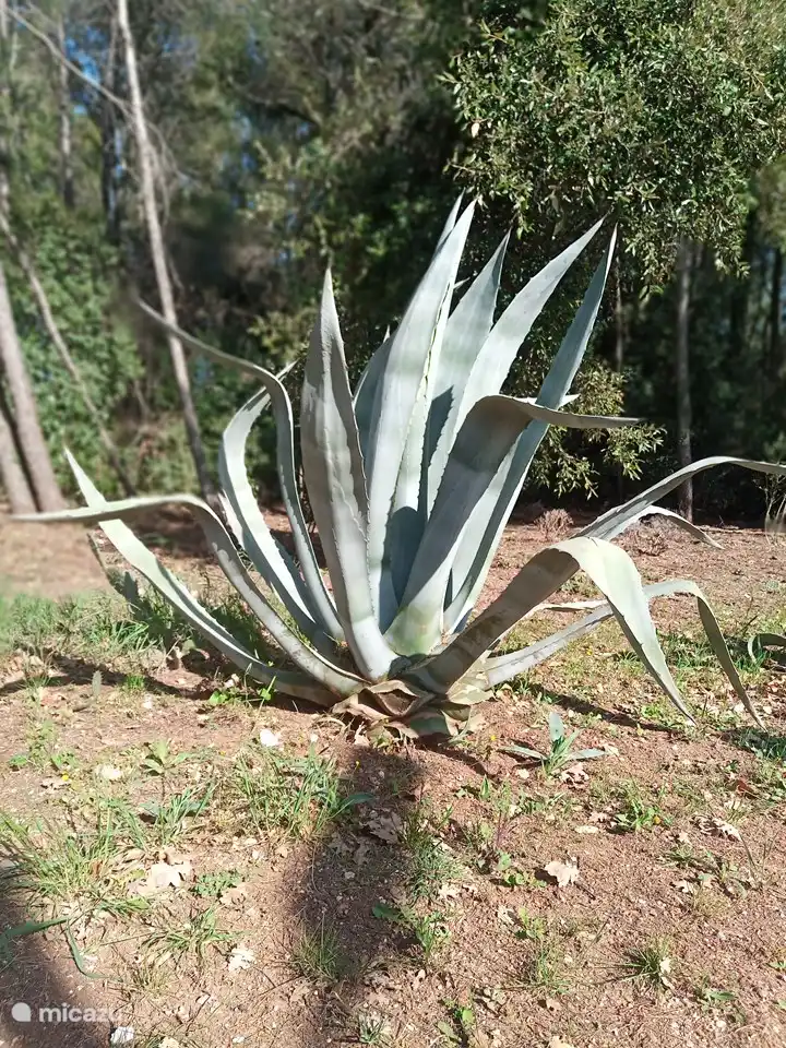 Gran planta de aloe vera, que crece tan hermosa frente a nuestra casa