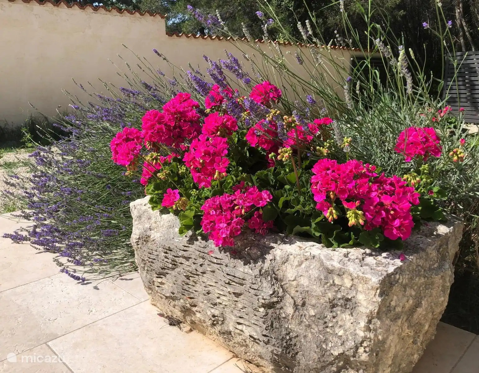 Flores y plantas que decoran nuestro jardín