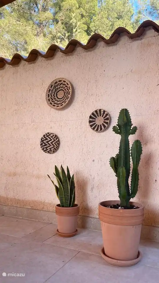 Estas hermosas plantas y platos le dan un bonito contraste a la pared amarilla.
