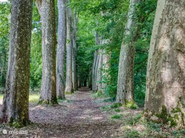 Gîte du Château de Mayac | France, Dordogne, Mayac - gîte / cottage allée des platanes