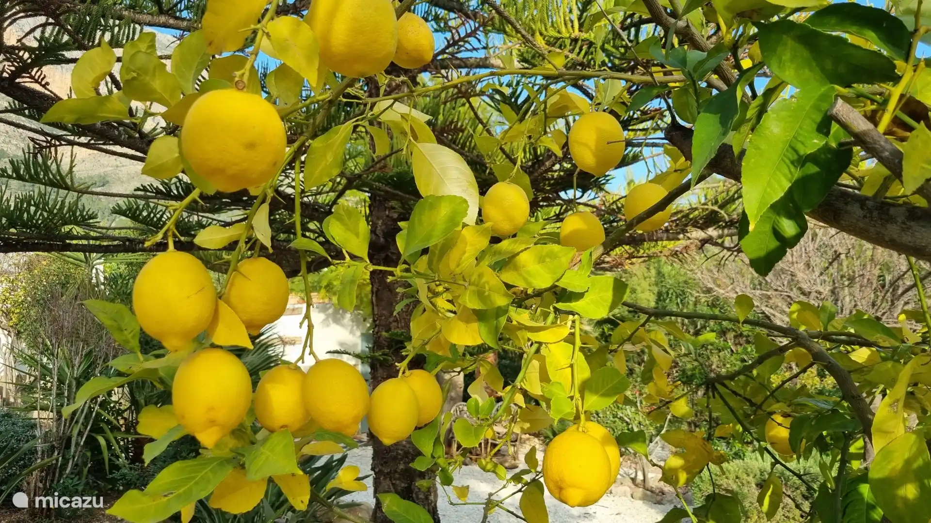 Cuando llegue la temporada: posee limones del huerto