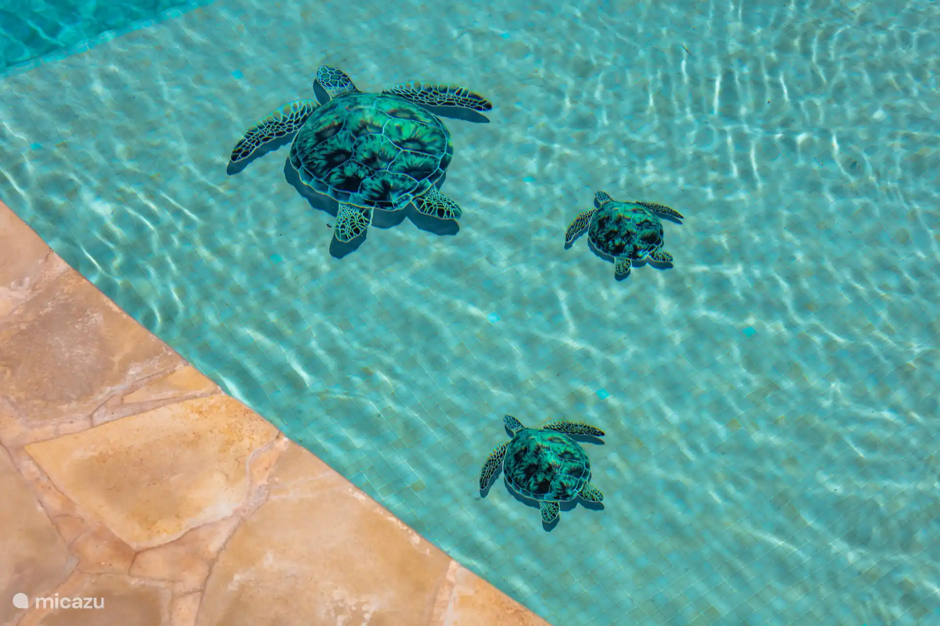 Prive zwembad met schildpadjes