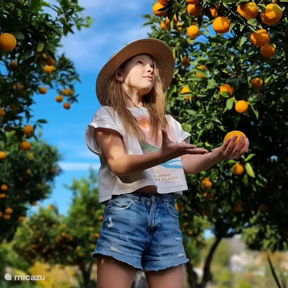 Quand la saison est là - oranges de notre propre jardin