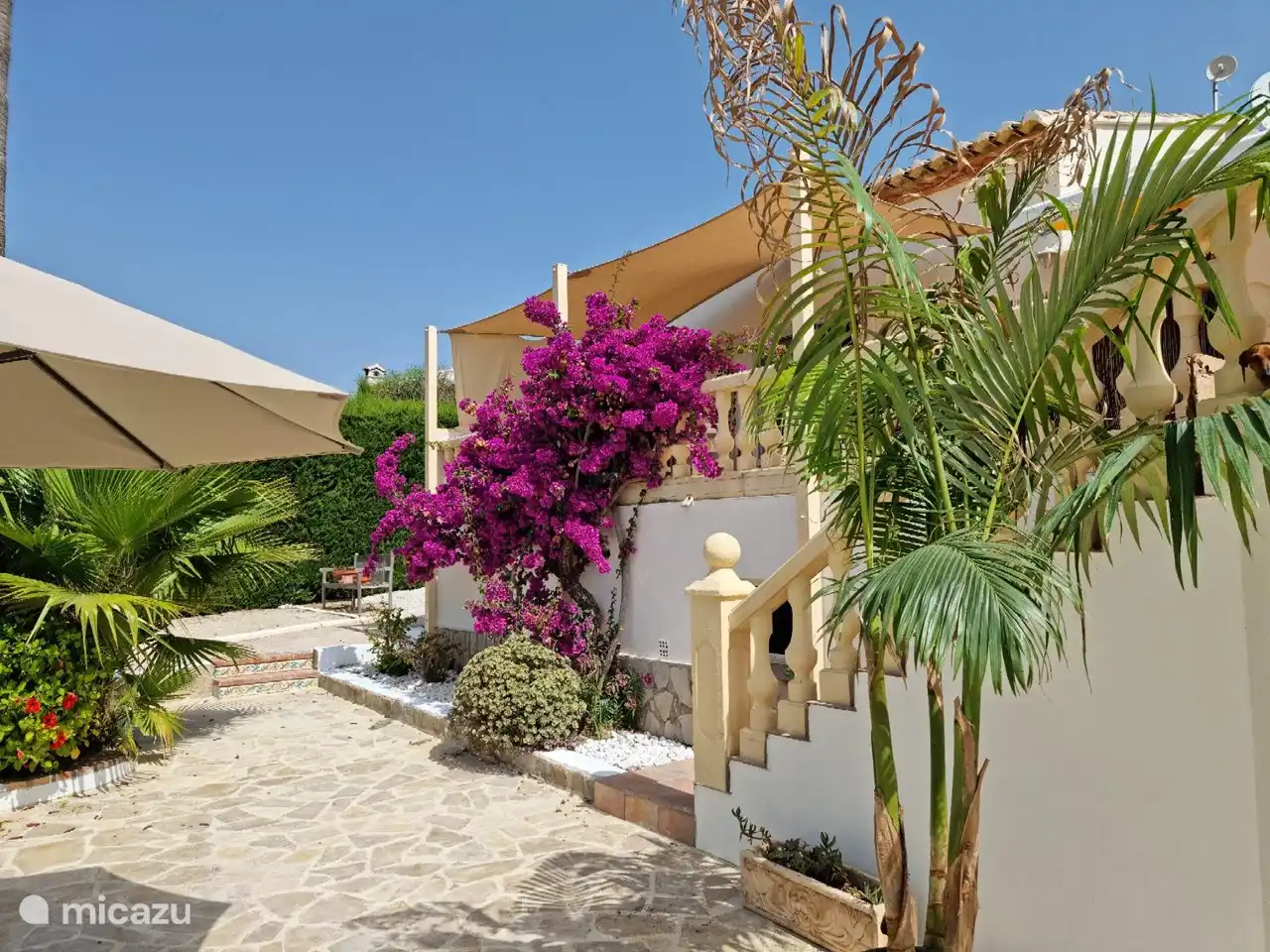 En fleurs presque toute l'année