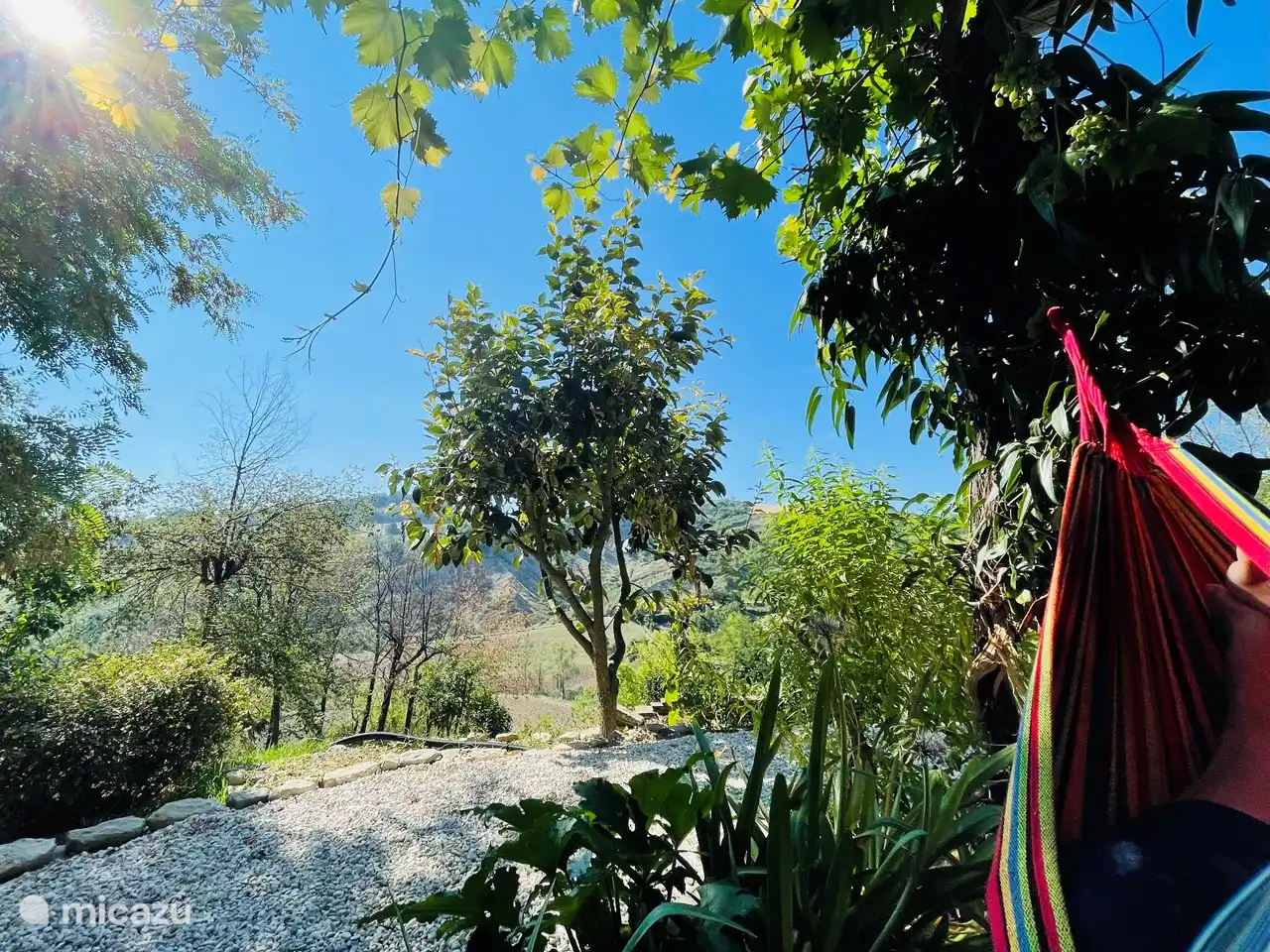 View from the hammock