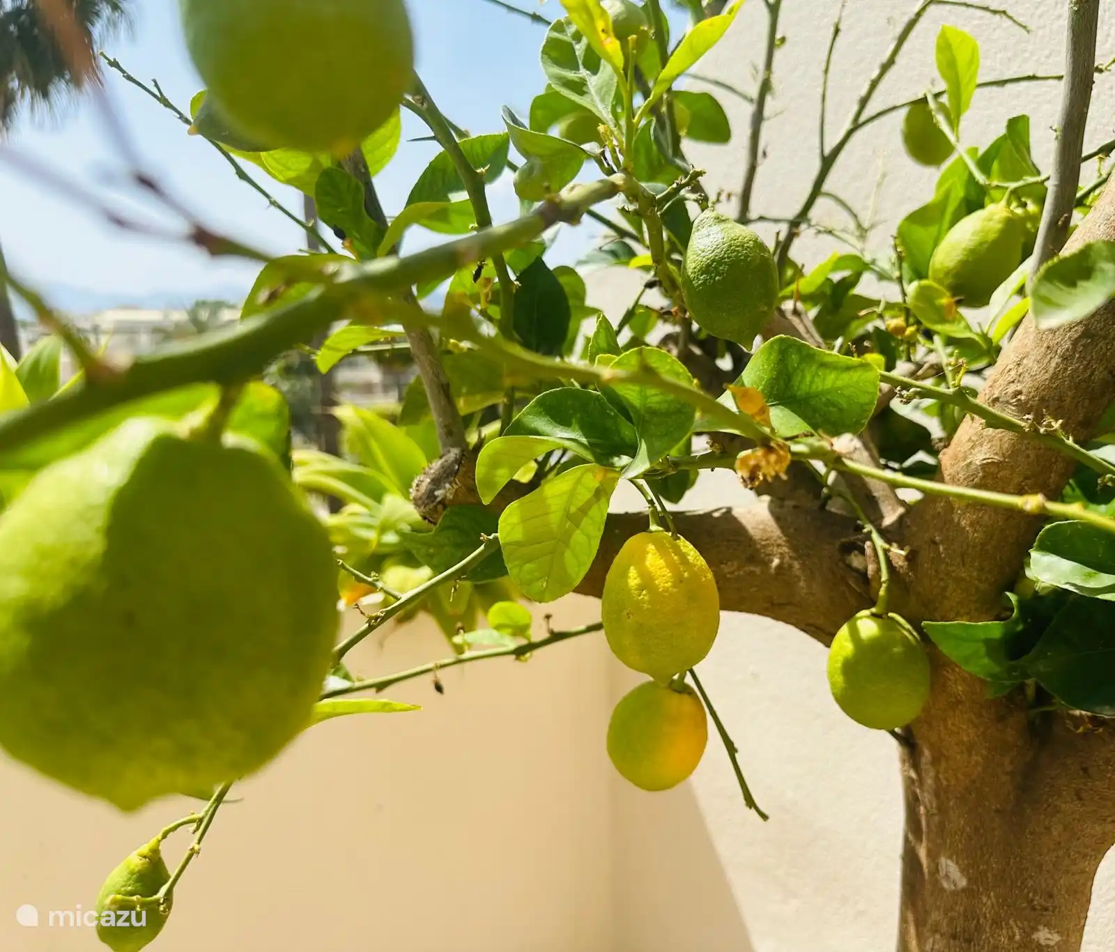 Auf der Terrasse stehen ein Zitronenbaum und ein Orangenbaum!