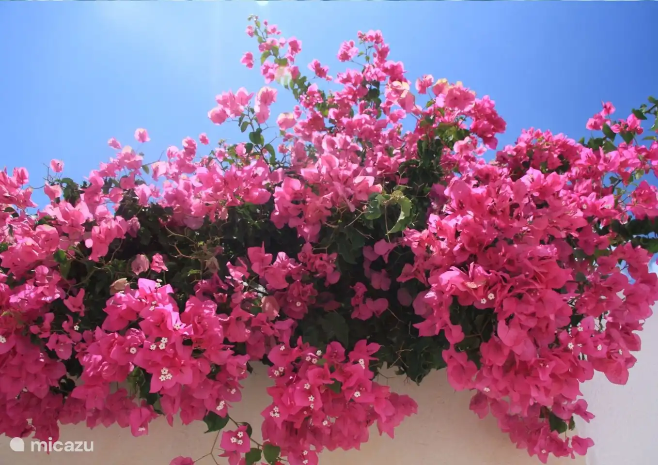 Überall blühen wunderschöne Bougainvilleas!