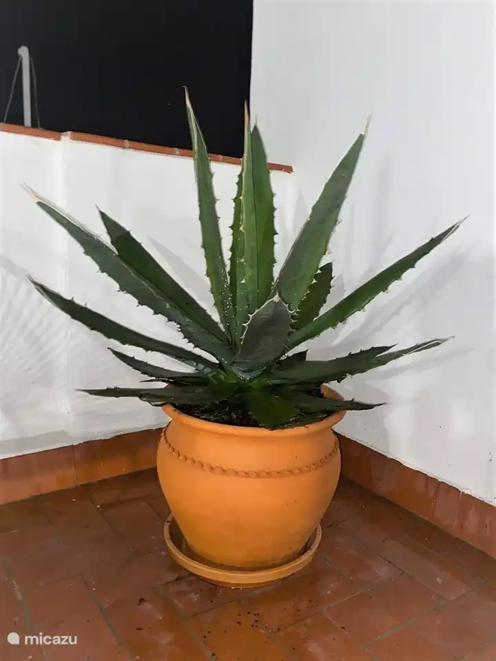 Einer der 12 Pflanzkübel auf der Dachterrasse.