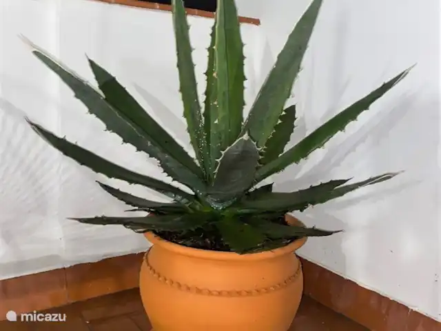 Tres Reinas Valencia - Reina 2 huren in Spanje, Valencia, Valencia (stad) - appartement Een van de 12 plantenbakken op het rooftop terras.