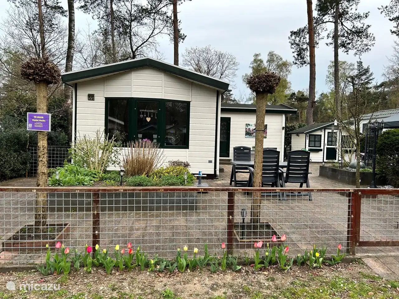 Süße Tulpen im Frühling