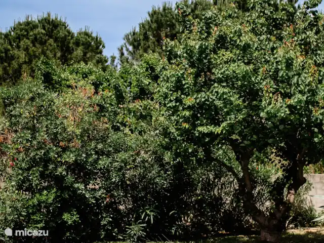 Villa Des Etoiles | France, Aude, Ginestas - villa