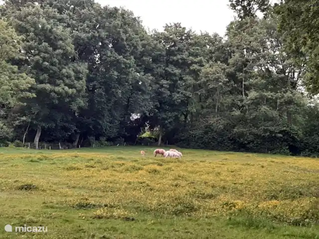 maison de vacances | Pays-Bas – Le merle noir