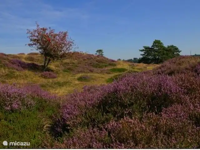maison de vacances | Pays-Bas – Le merle noir Doldersumerveld