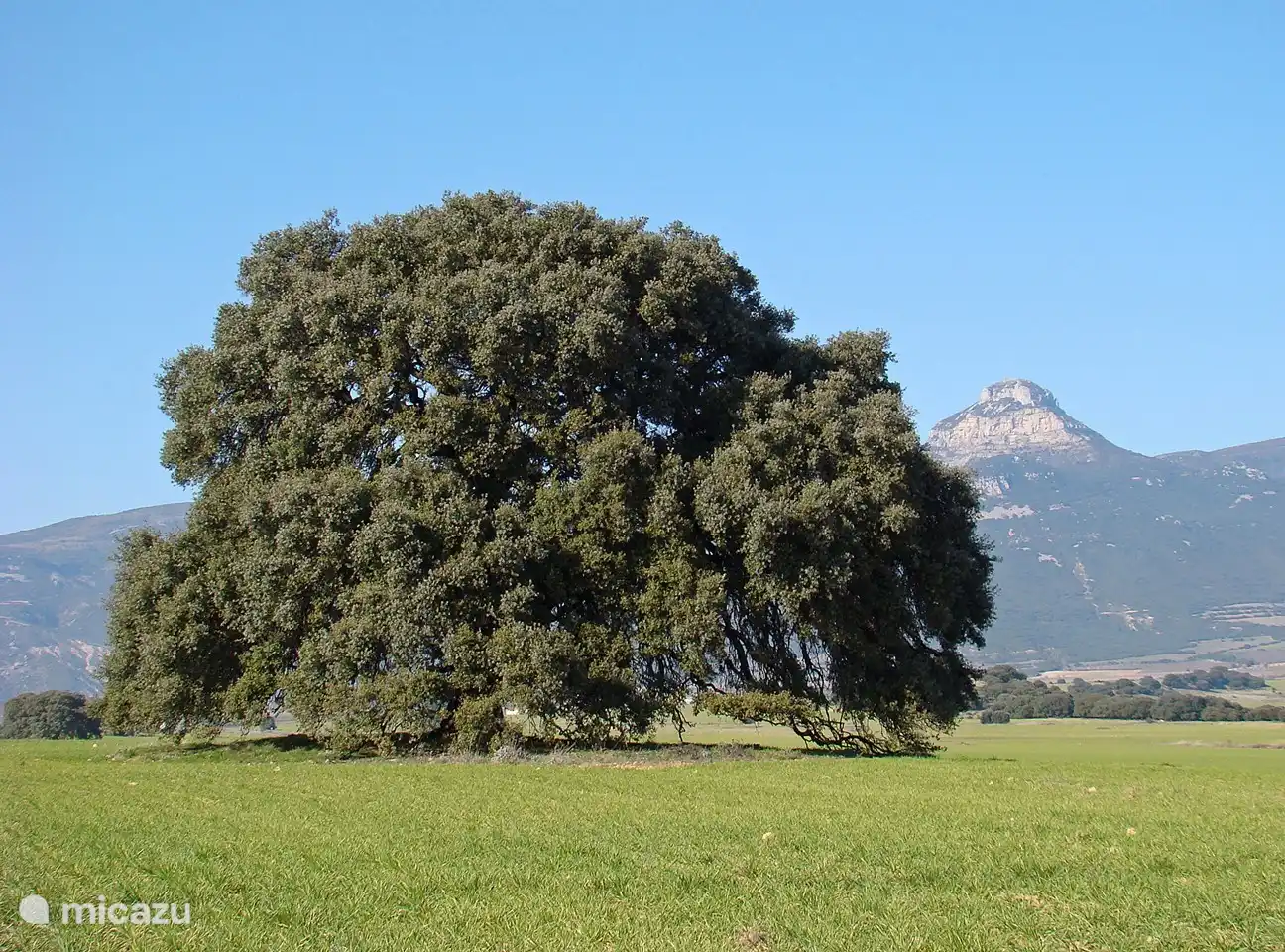 Unterhalb von Pico Gratal, bei Lierta, wachsen riesige Steineichen.