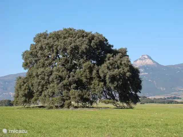 Location de Vacances Espagne, Aragon, Lierta (La Sotonera), maison mitoyenne - Casa La Fuente Des chênes verts géants poussent sous Pico Gratal, près de Lierta.