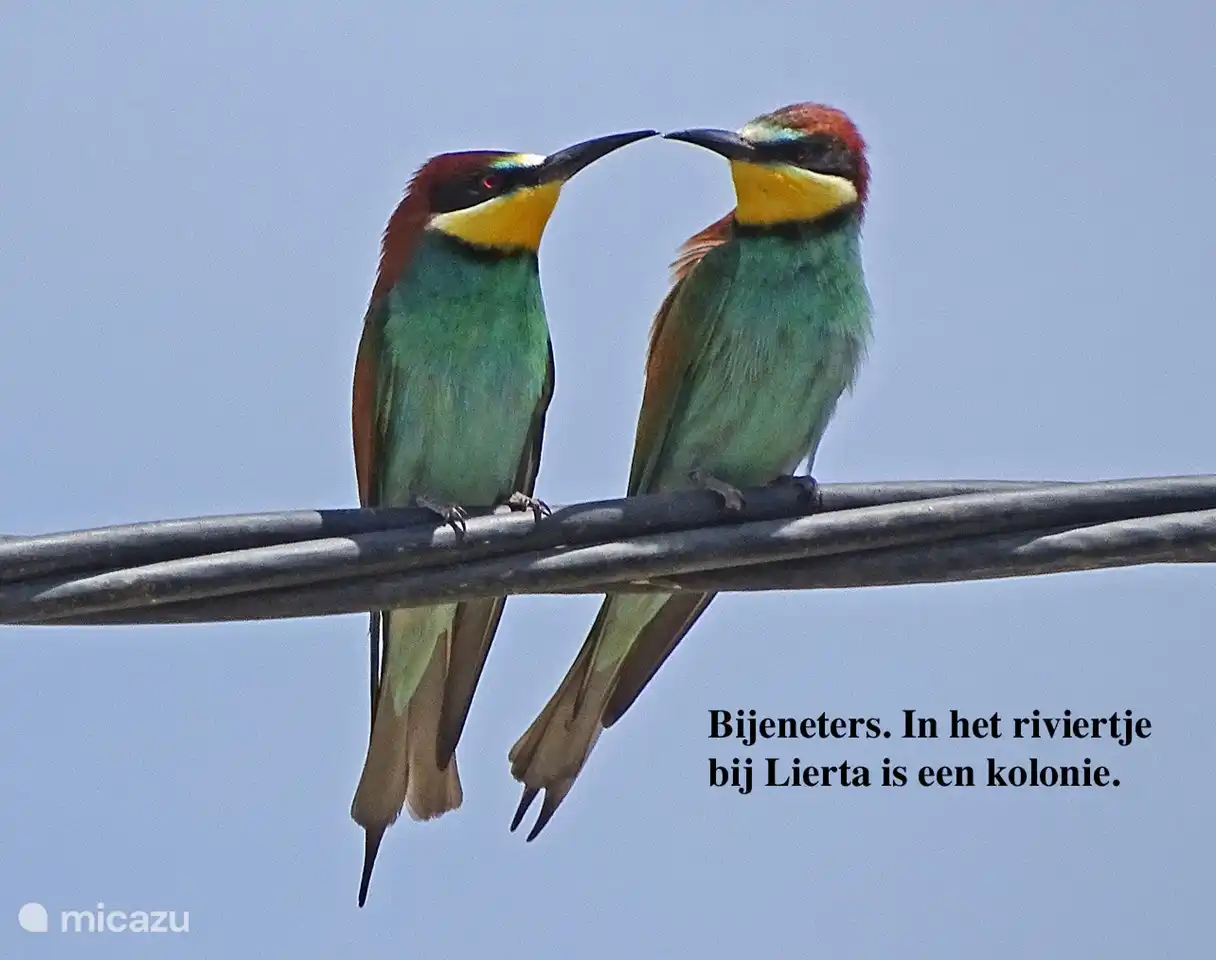Ein Paar Bienenfresser.