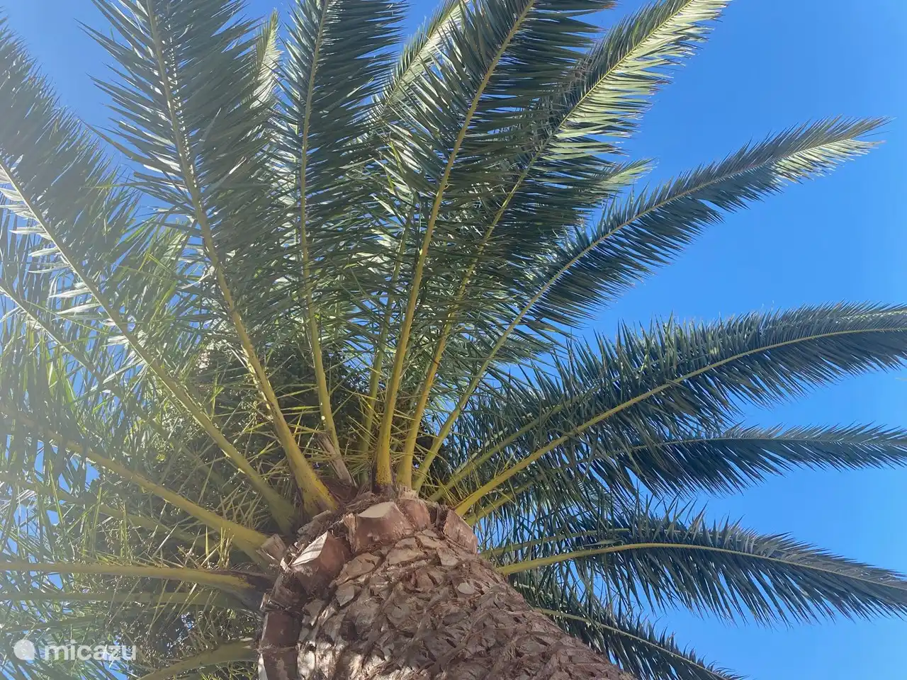 Eine unserer Palmen, in deren Schutz Sie ein Nickerchen machen können