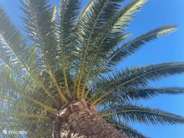 Villa Bella Vista | Espagne, Costa Blanca, Dénia - villa Un de nos palmiers à l'abri duquel vous pourrez faire la sieste