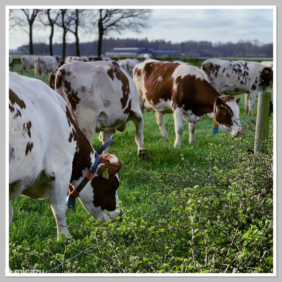Die MRIJ-Kühe des Nachbarbauern.
