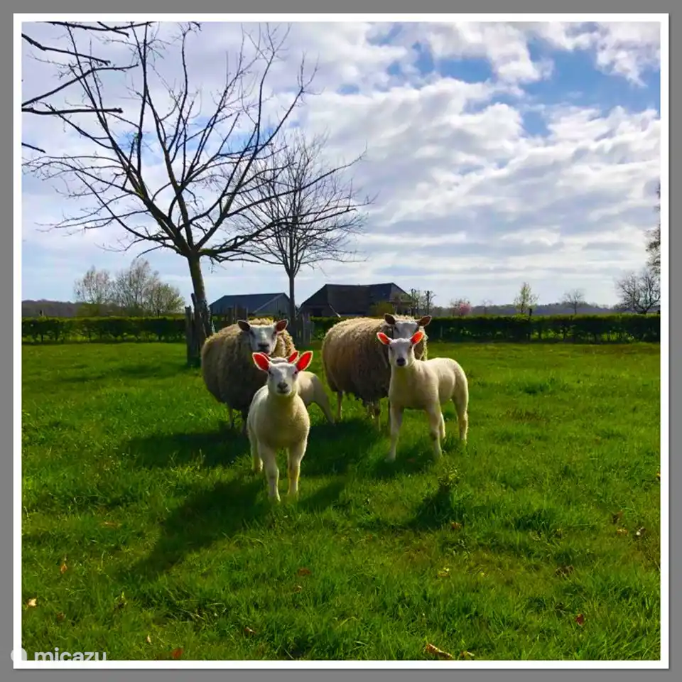 „Unsere Schafe“.