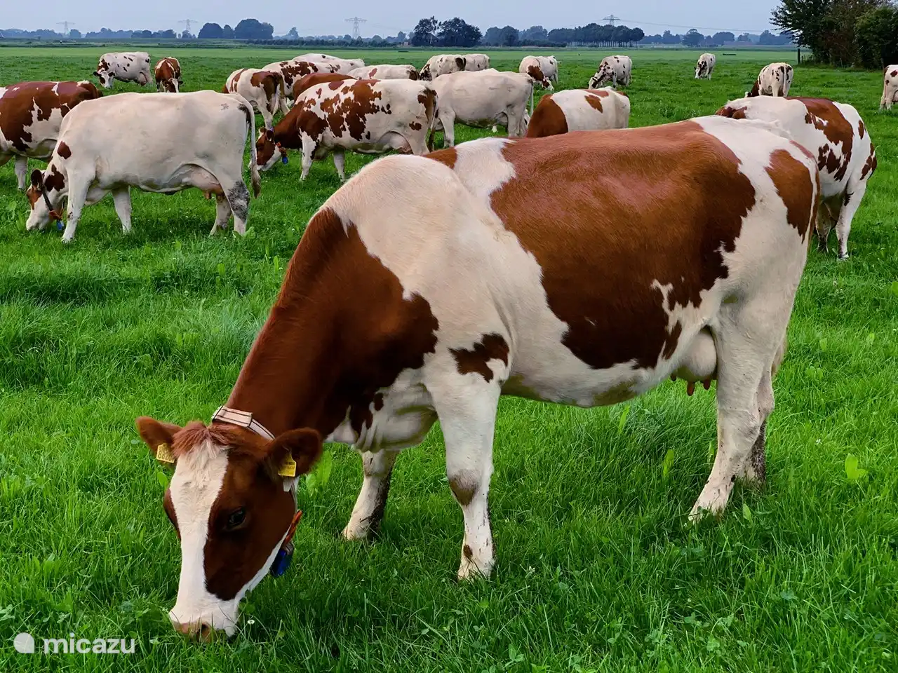 Blick mit den Kühen 