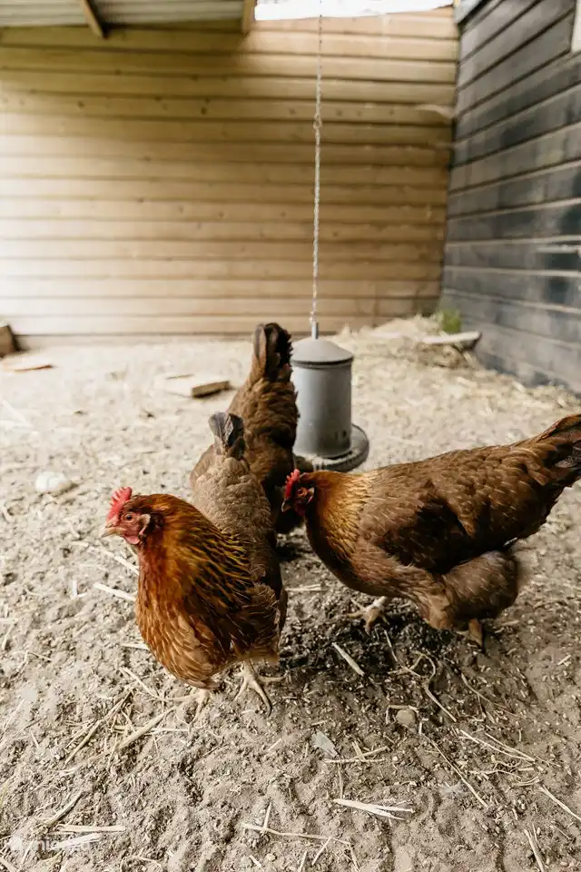 Eduarda, Charlotte und Cornelia. Unsere Hühner geben ihr Bestes, um die Gäste zwischendurch mit einem hoffrischen Ei zu versorgen.