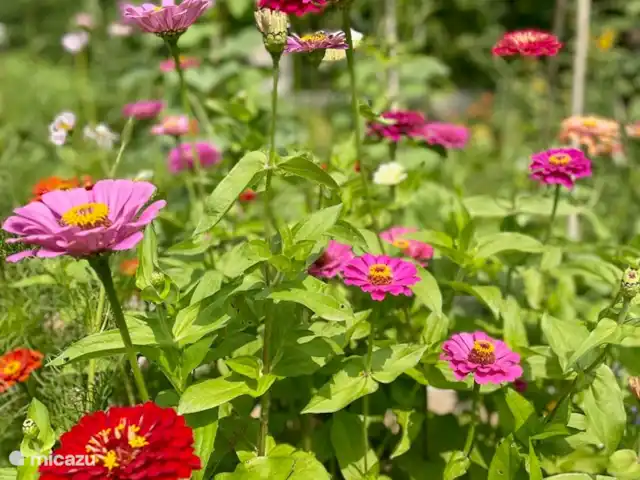 Location de Vacances France, Hérault, Prades-sur-Vernazobre, gîte / cottage - Gîte de charme5