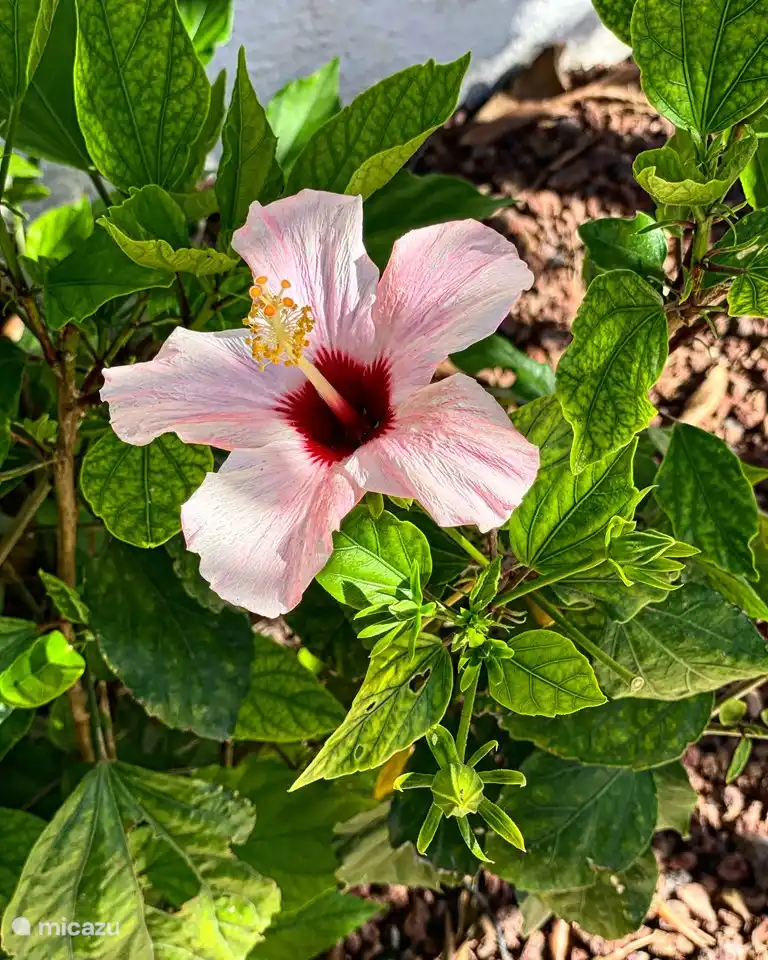 hibisco