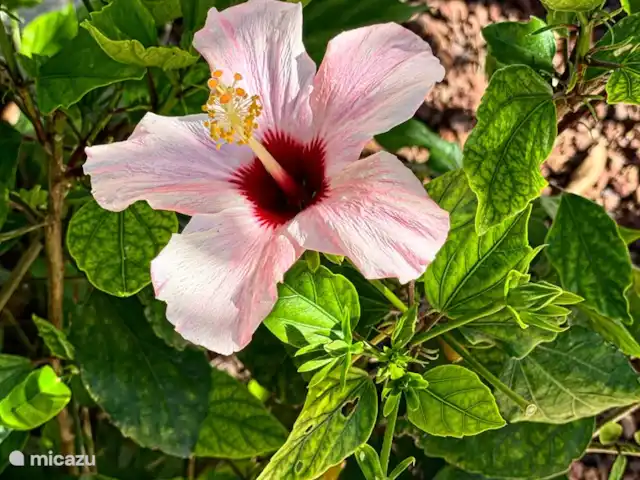 Casa Merle | Espagne, Costa Blanca, Dénia - villa hibiscus
