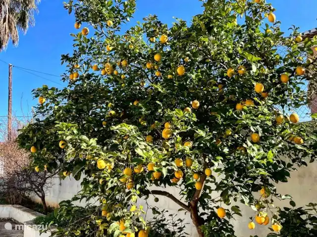 Casa Merle | Espagne, Costa Blanca, Dénia - villa notre citronnier