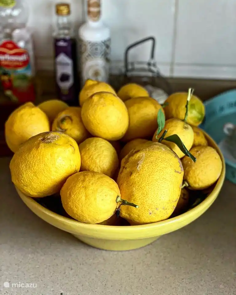 los limones se pueden recolectar completos de enero a marzo; La segunda cosecha es a fines del verano.