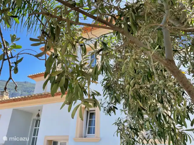 Casa Merle | Espagne, Costa Blanca, Dénia - villa olivier dans notre cour avant