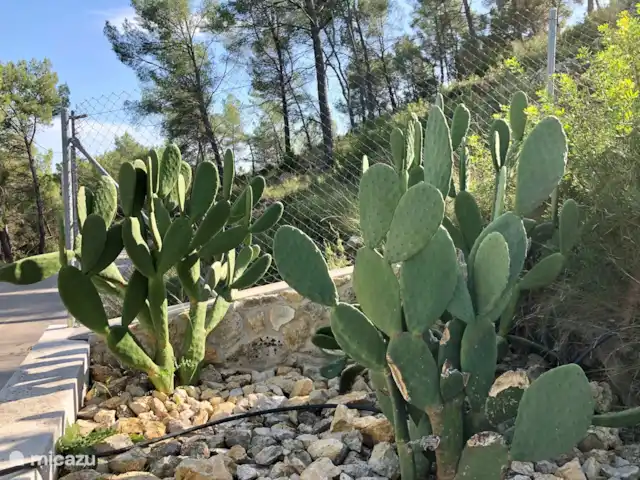 Villa Collines Sitges | Espagne, Barcelone, Olivella - villa Jardin arboré