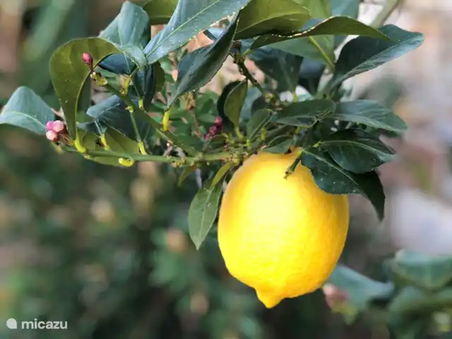Villa Collines Sitges | Espagne, Barcelone, Olivella - villa Jardin arboré