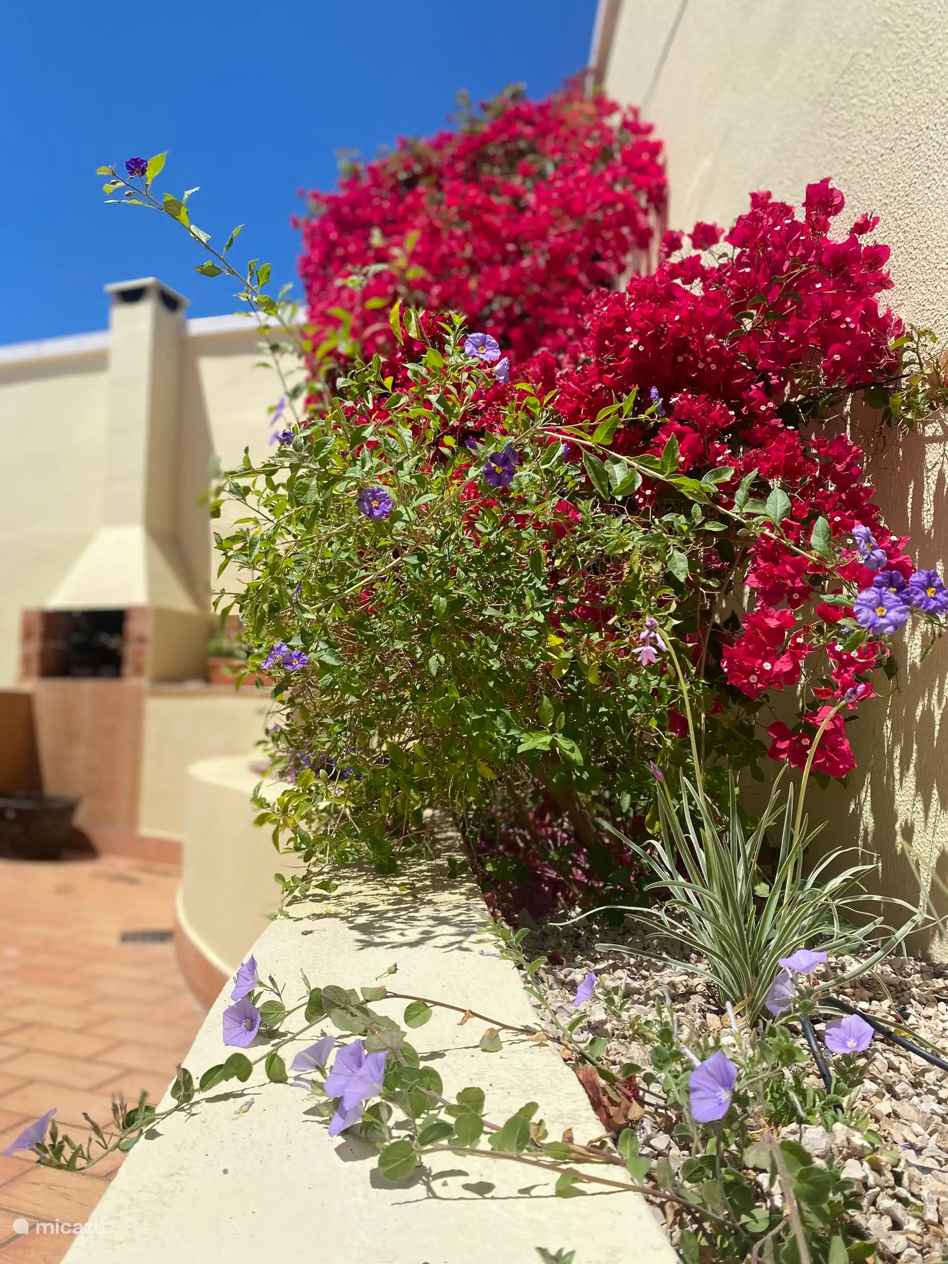Jardín y terraza trasera de barbacoa