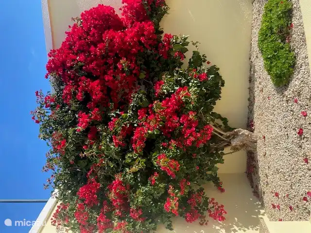 Buganvillas en flor en la gran terraza trasera