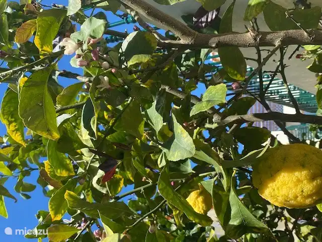 Deliciosa flor de limón en el jardín tropical