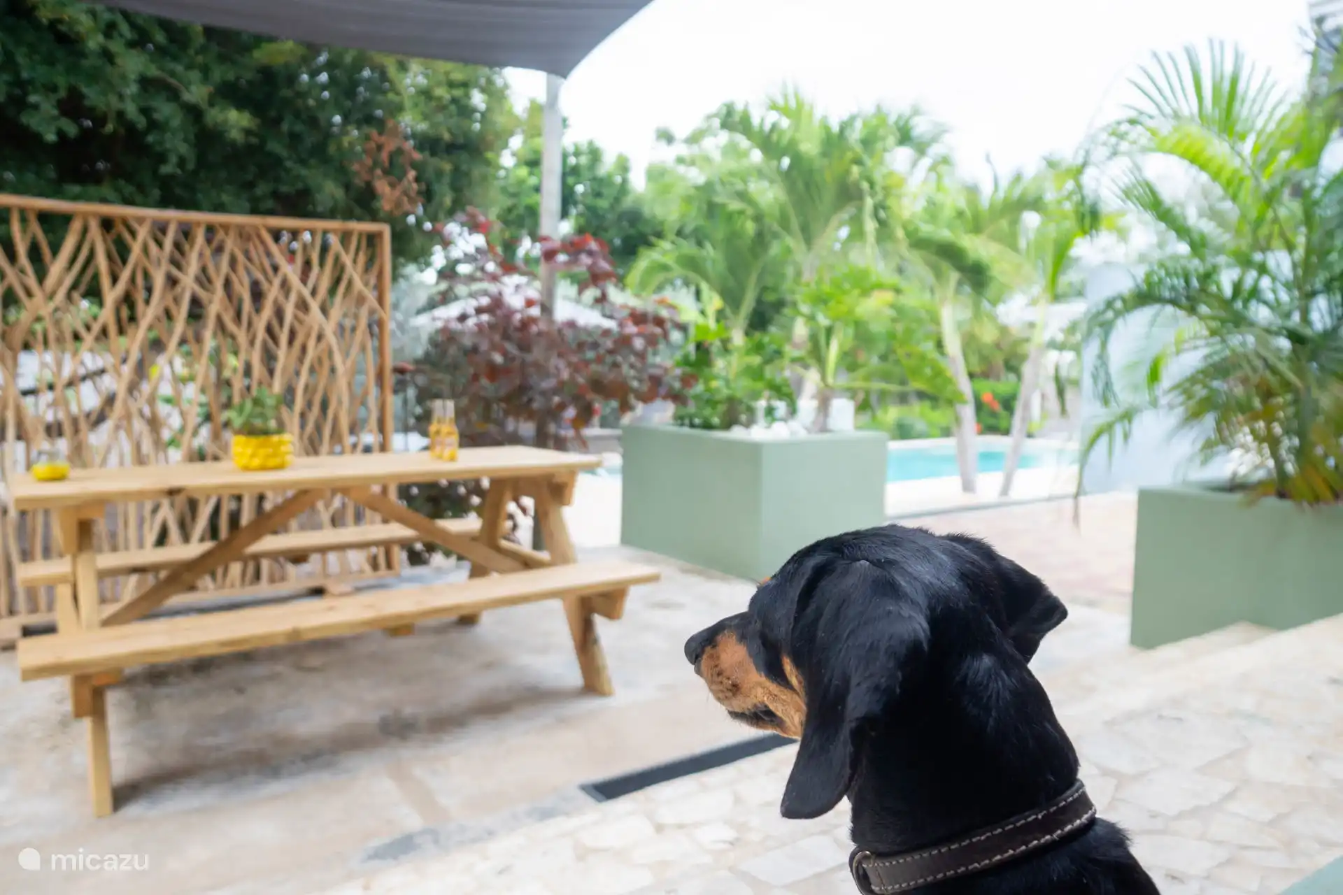 Terraza, vista desde el apartamento y nuestros 3 acogedores perros salchicha que vienen a acurrucarse