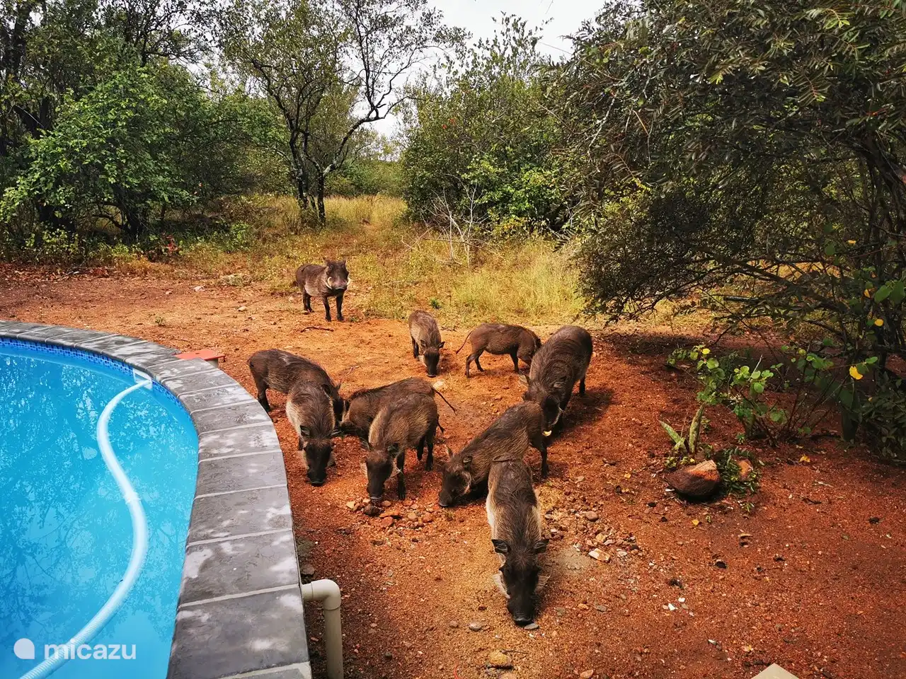 Les phacochères viennent régulièrement