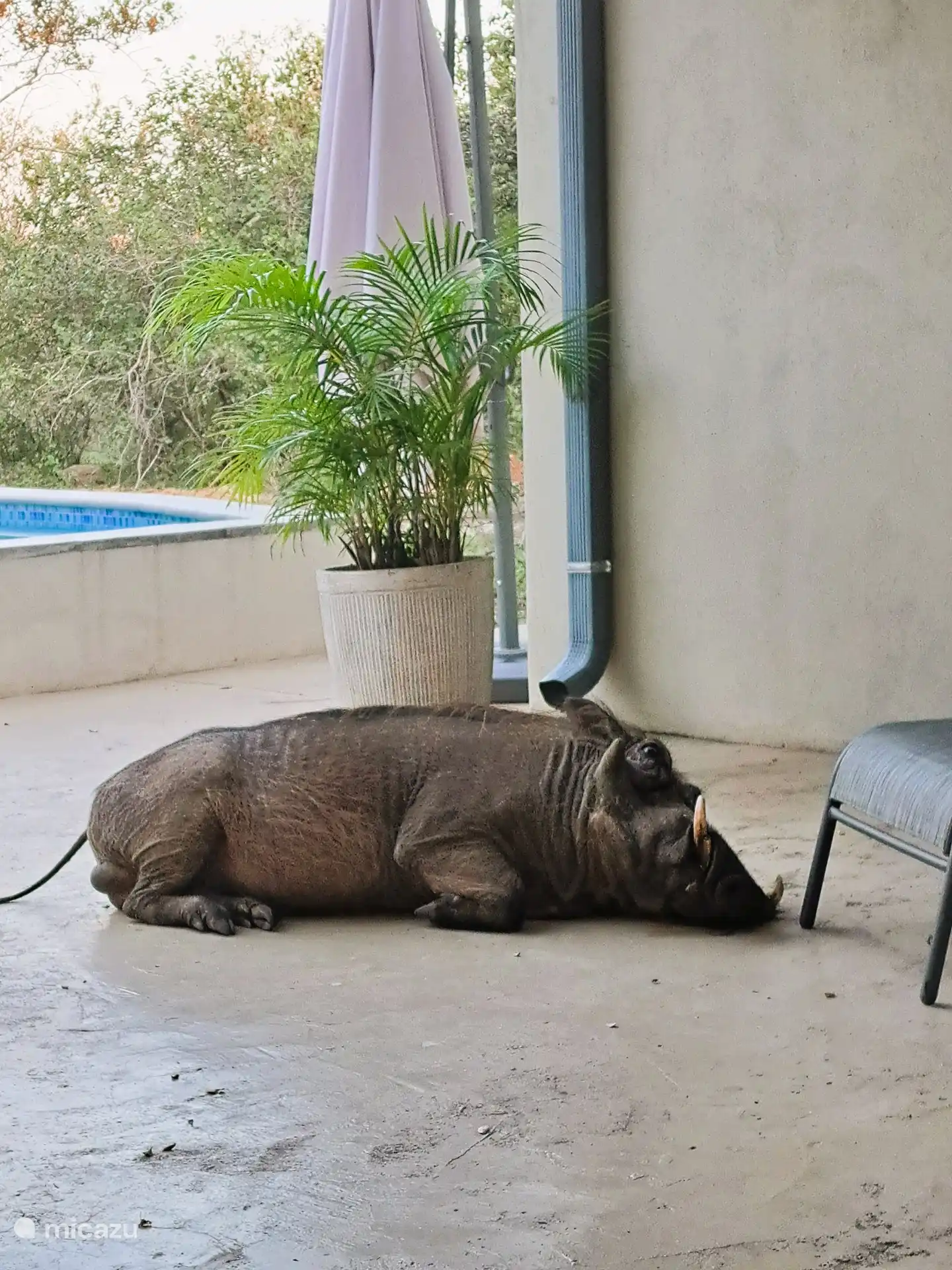 Le patio est également utilisé par les phacochères pour une sieste. Comme c’est spécial.