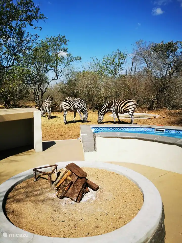 Les zèbres viennent pour le déjeuner.