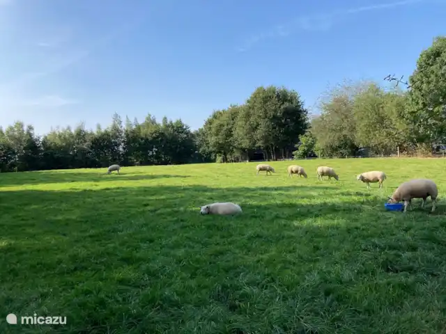 Ervedriestreek | Pays-Bas, Overijssel, Den Ham - maison de vacances Prairie