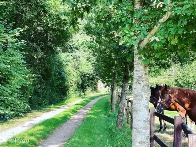 Ervedriestreek | Pays-Bas, Overijssel, Den Ham - maison de vacances Chemin privé