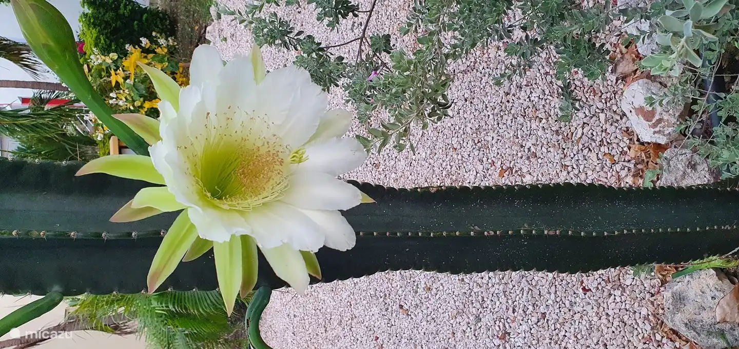 bloem aan cactus op park