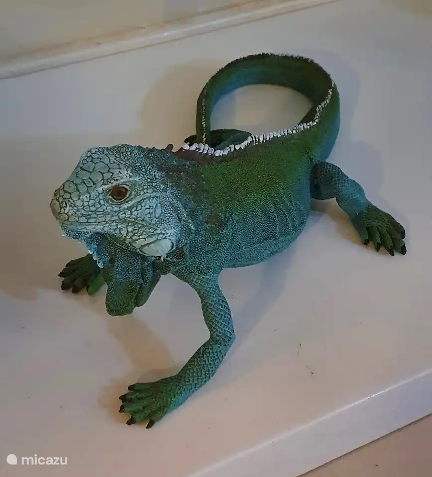 porcelijnen leguaan
