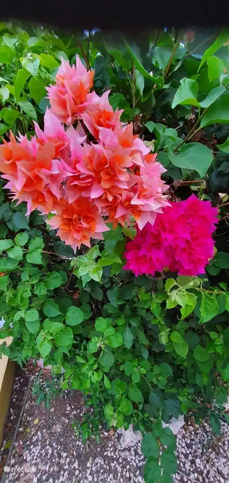 bougainville op het park
