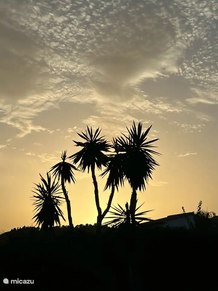 Photos de l'heure d'or de la pergola