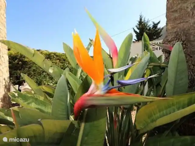 buena vida en España, Costa Blanca, Benissa - villa